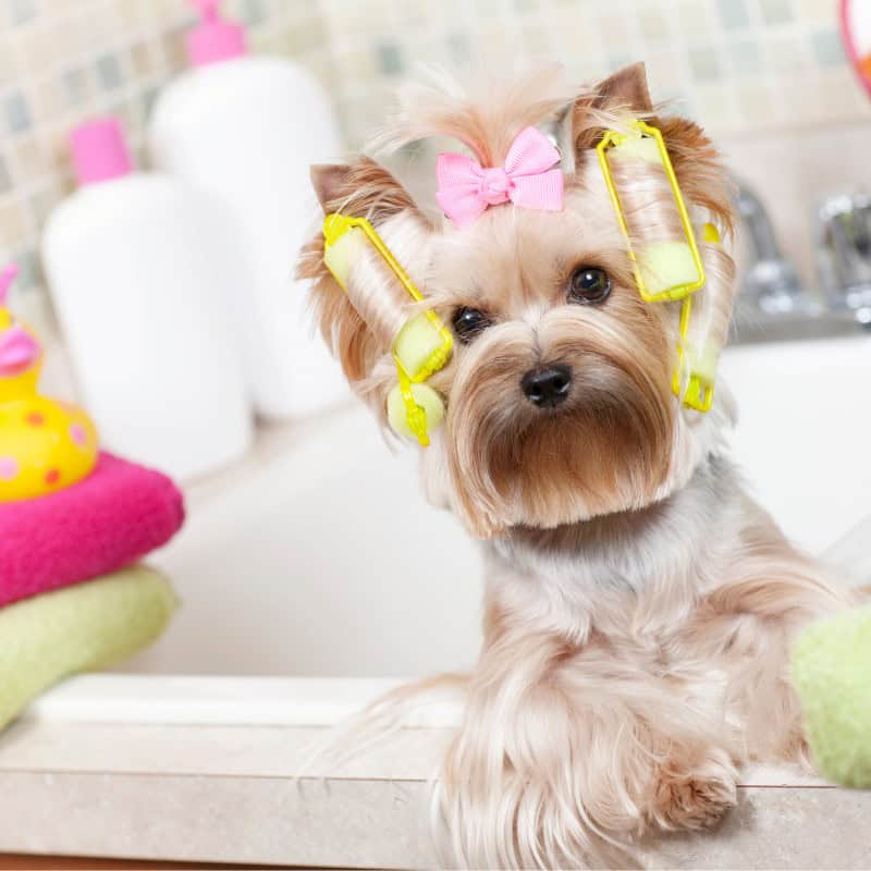 yorkies gram yorkie itching skin