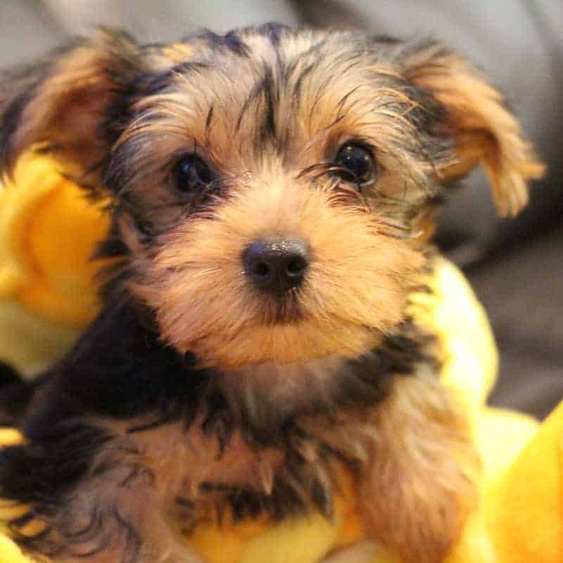luxating patella in yorkies