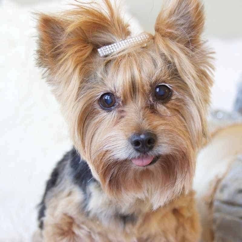 luxating patella in yorkies