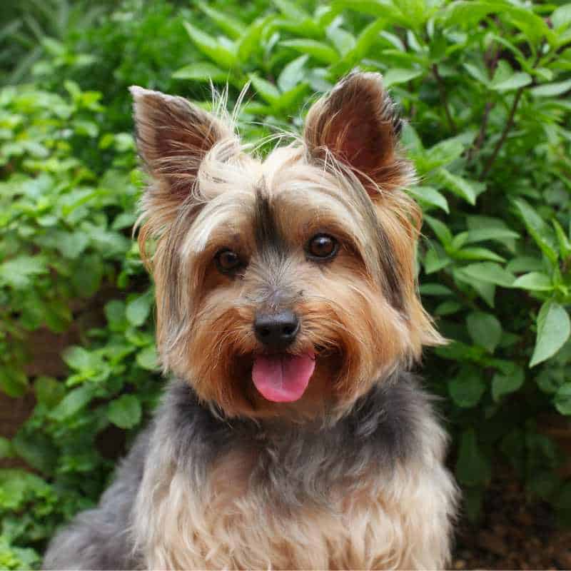 yorkie itching skin yorkies gram
