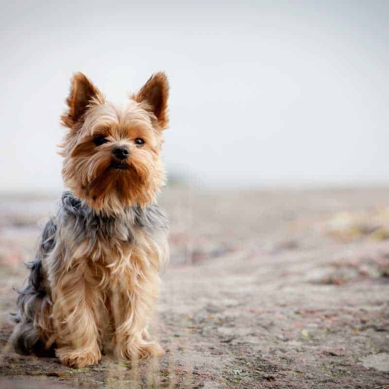 yorkie service dog yorkies gram