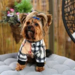 Double-Sided Plaid Yorkie Jacket Yorkies Gram