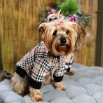 Double-Sided Plaid Yorkie Jacket