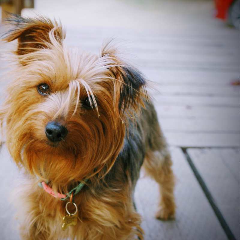 yorkie coughing
