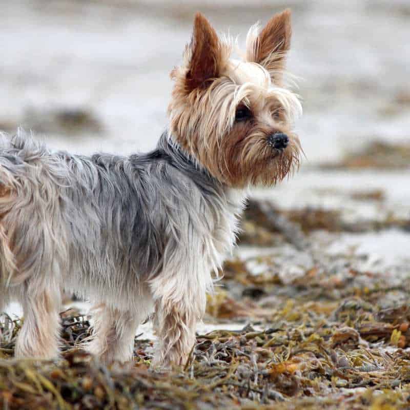 yorkie knee issues