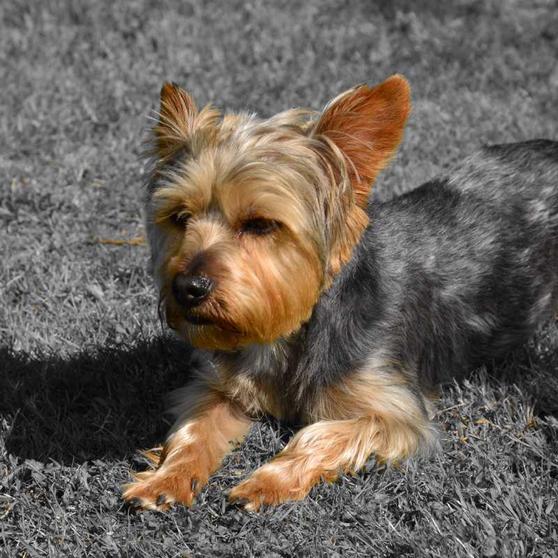 yorkie knee problems