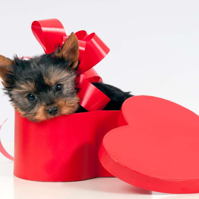 yorkie names