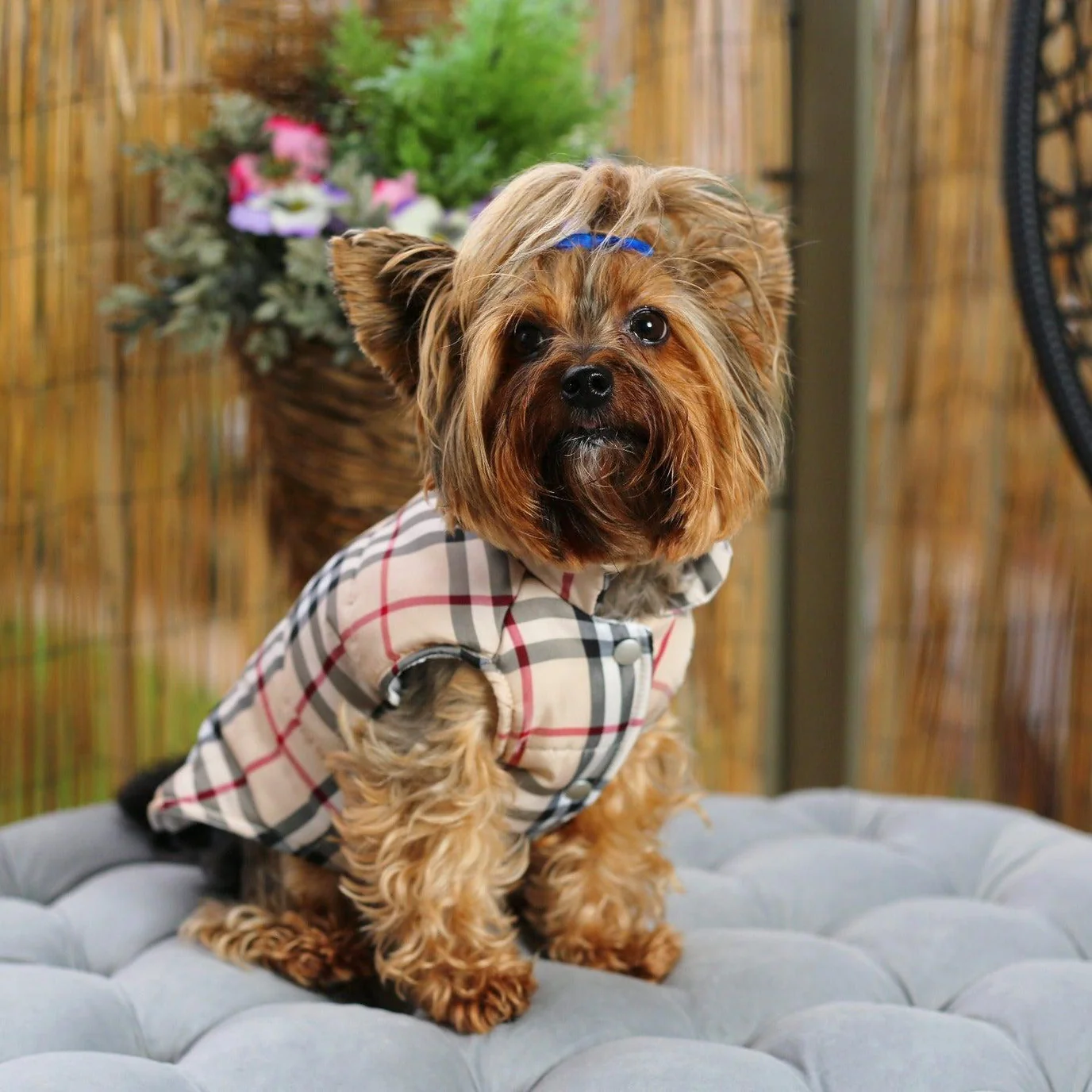 beige-designer-yorkie-vest-jacket-1 Yorkies Gram Designer Yorkie Vest Jacket