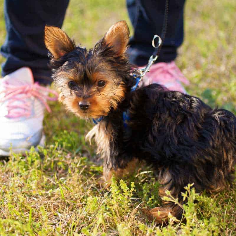 knee issues in yorkies