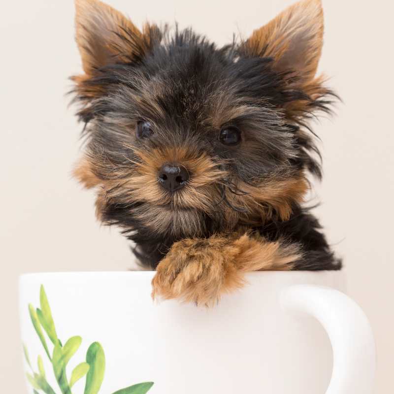 yorkie names