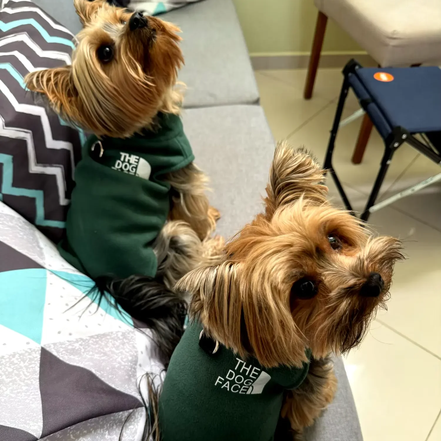 warm-yorkie-coat-2 Warm Yorkie Coat