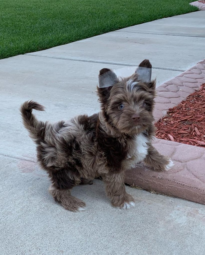 merle yorkie yorkshire terrier colors