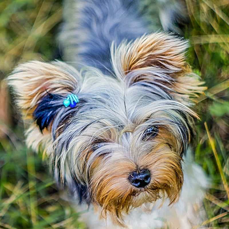 yorkie growth chart