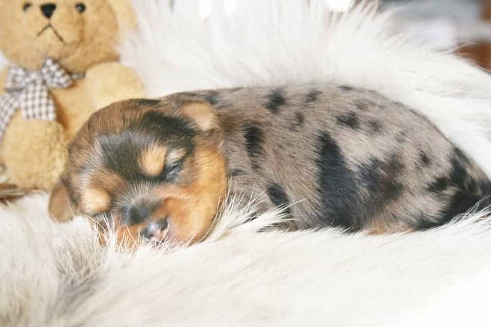 blue merle yorkie