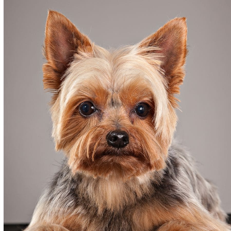 purebred yorkies