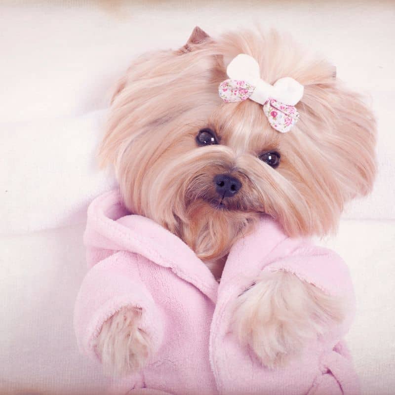 yorkie bathing