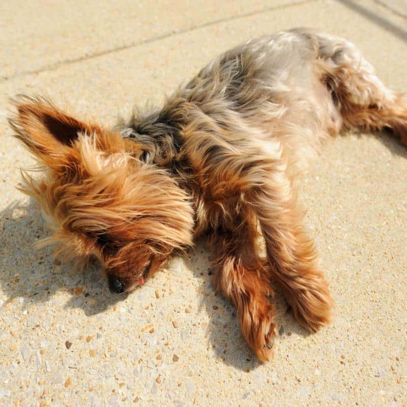 yorkshire terrier scooting yorkies gram
