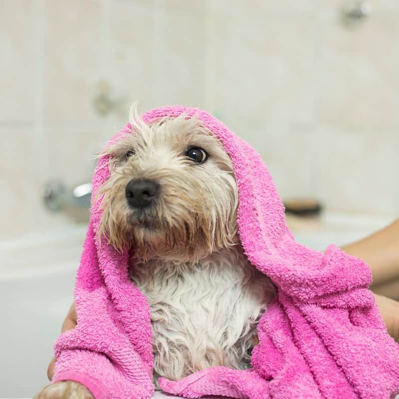 yorkshire terrier dry skin yorkies gram