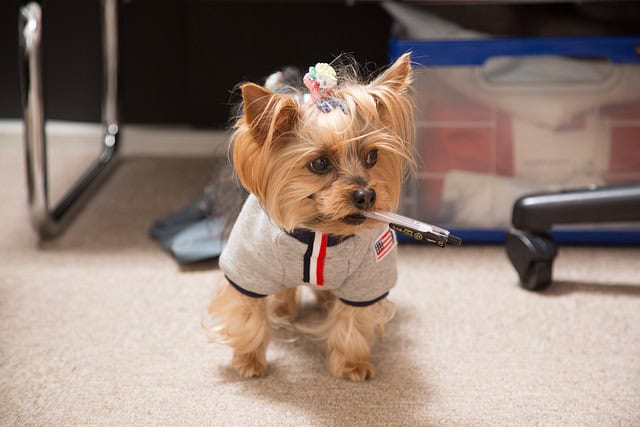 yorkie breathing problems
