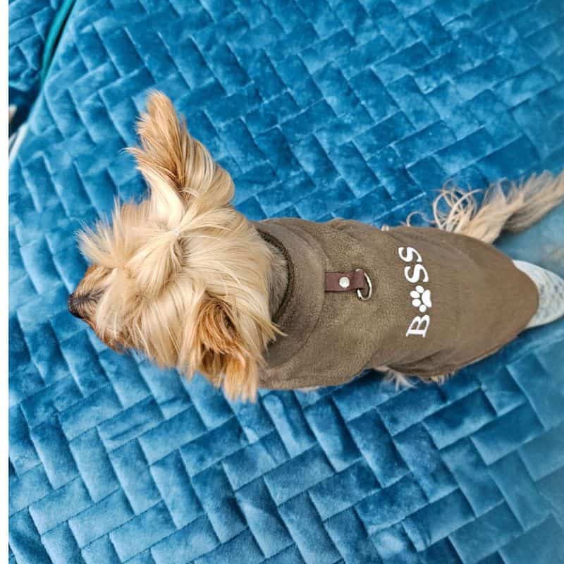 who-is-boss-yorkie-coat-4 Who Is Your Boss Yorkie Coat