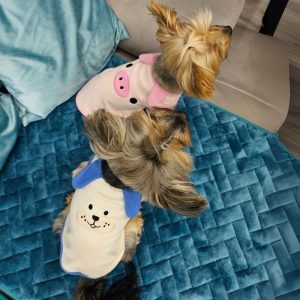 yorkie bunny vest