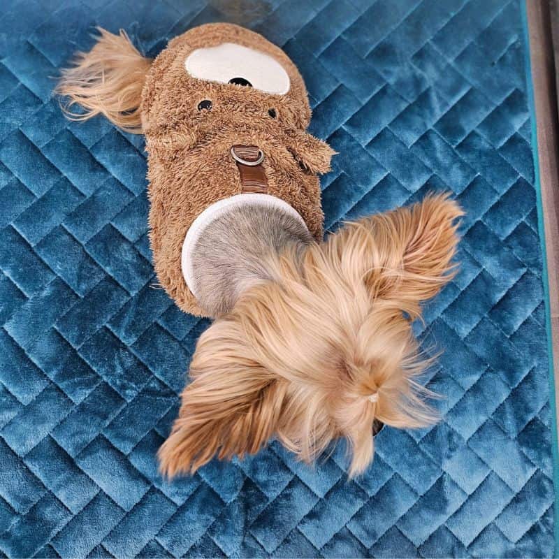 yorkie-teddy-warm-coat-4 yorkie teddy warm coat