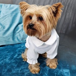 yorkie white shirt