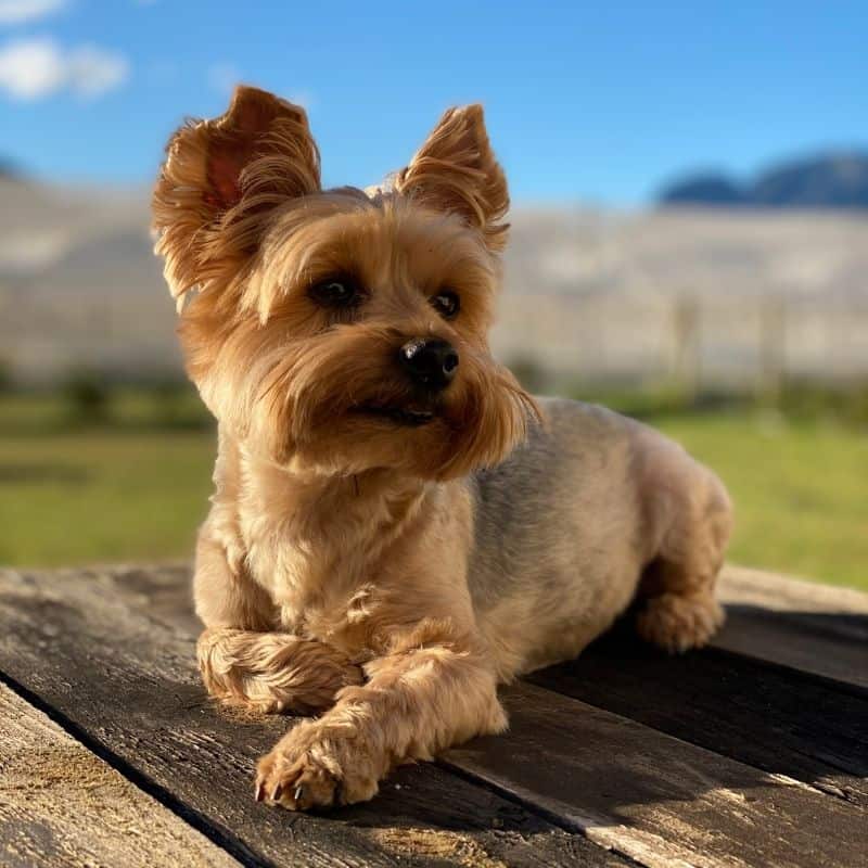 heatstroke in yorkies yorkies gram