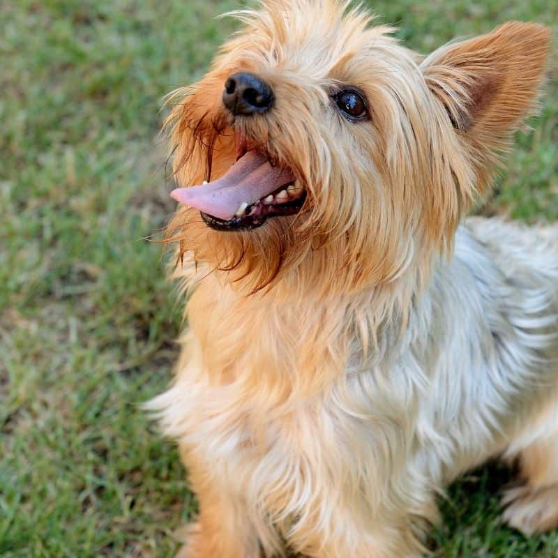 white yorkshire terrier