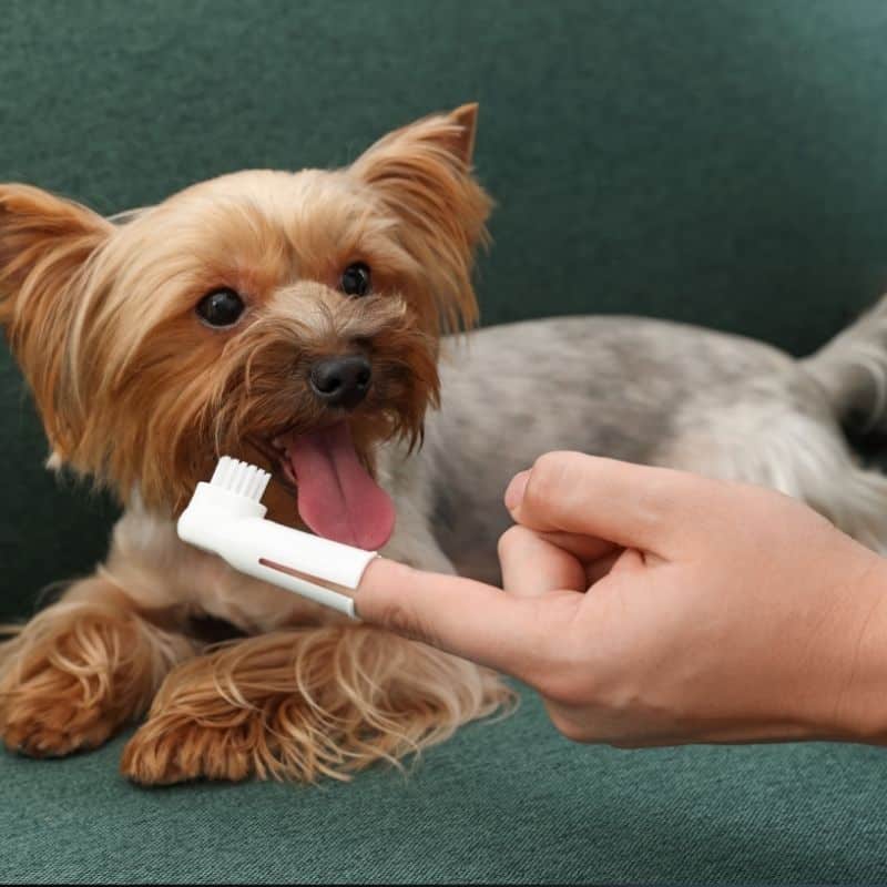 yorkie teeth problems