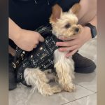 Hands-Free Shoulder Yorkie Carrier - Image 5