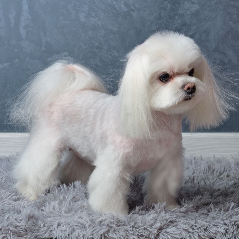 maltese haircut styles