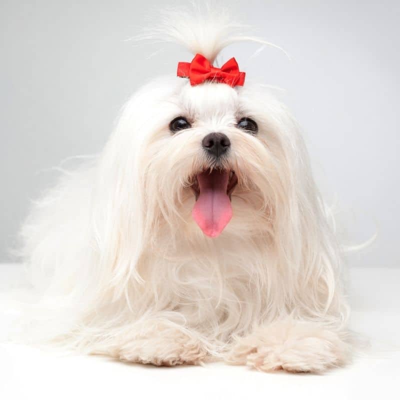 Small Dog Breeds That Don't Shed
