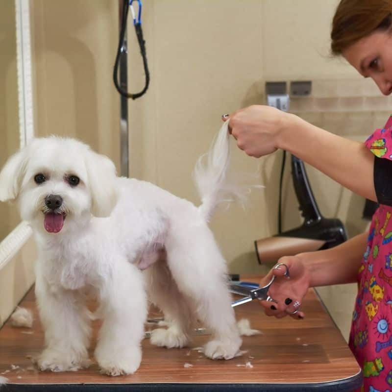 maltese haircut styles yorkies gram