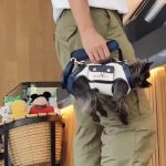 hands free shoulder yorkie carrier yorkies