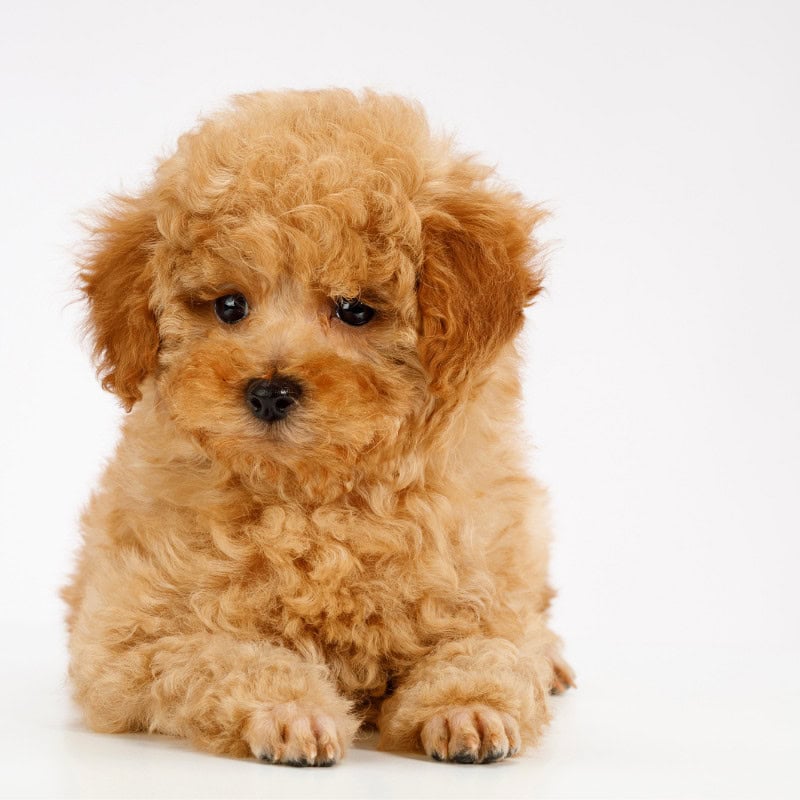Small Dog Breeds That Don't Shed
yorkies gram