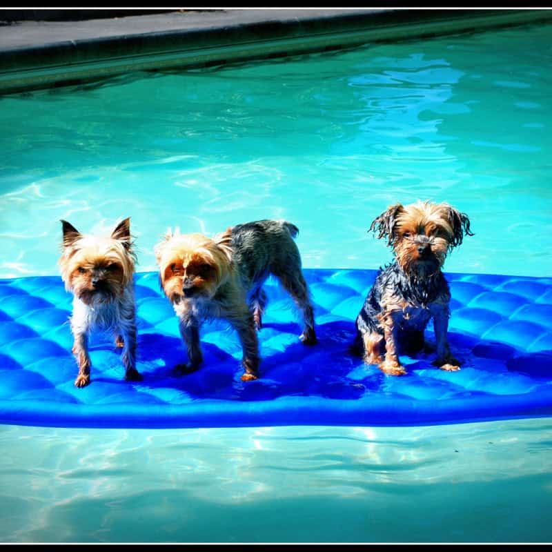 yorkie swimming