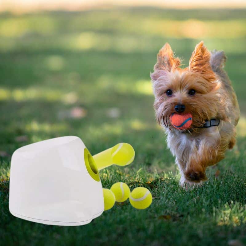 yorkies-gram-ball-launcher yorkies gram tennis ball launcher for yorkies