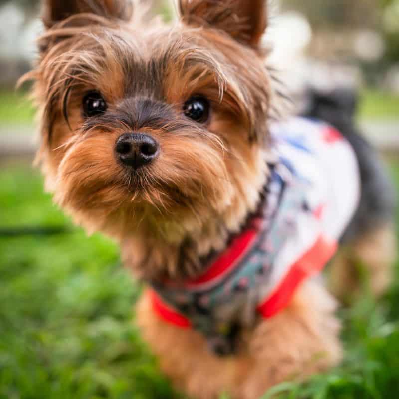 Yorkshire Terrier Lifespan Male & Female Lifespan of a Yorkie