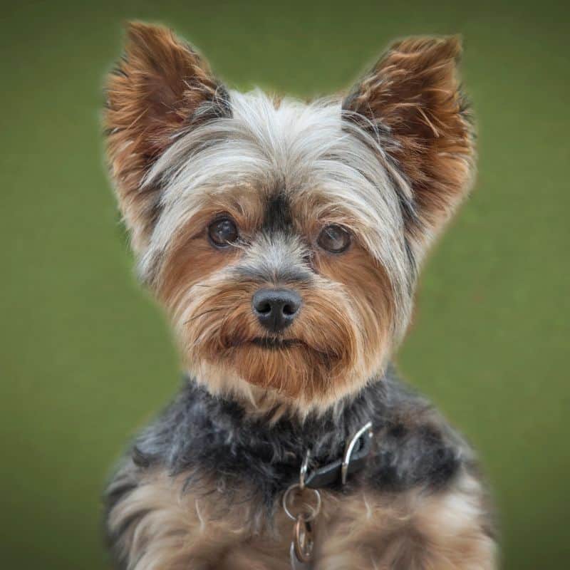 Yorkshire Terrier Lifespan Male & Female Lifespan of a Yorkie