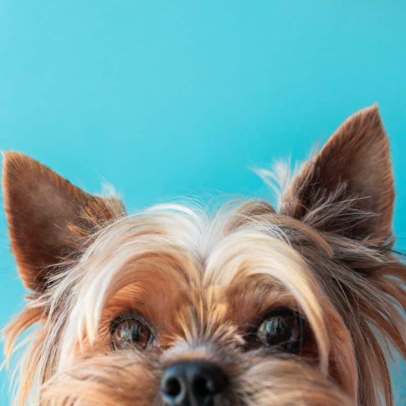 Yorkshire Terrier Lifespan Male & Female Lifespan of a Yorkie