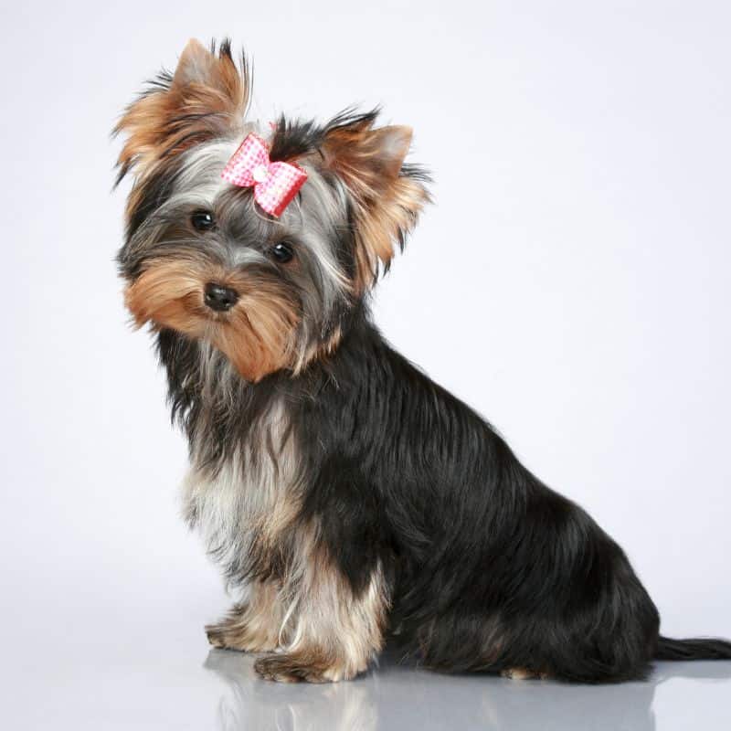 Yorkshire Terrier Lifespan Male & Female Lifespan of a Yorkie