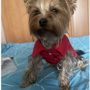 yorkie polo t-shirt 2