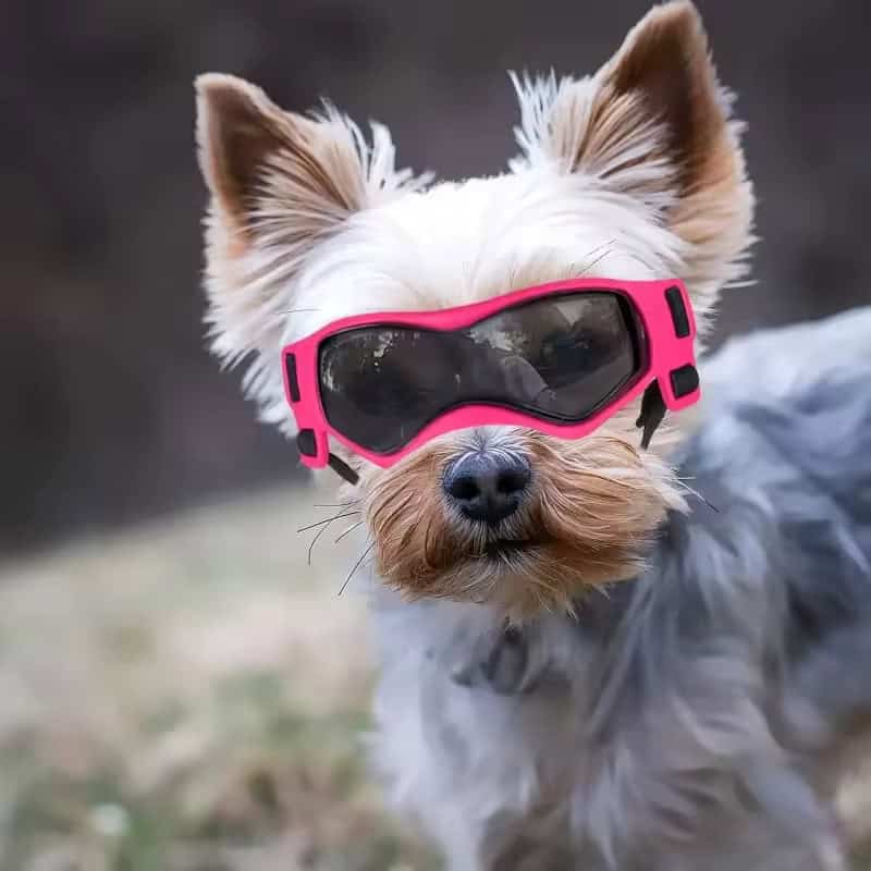yorkies googles yorkie goggles yorkies gram