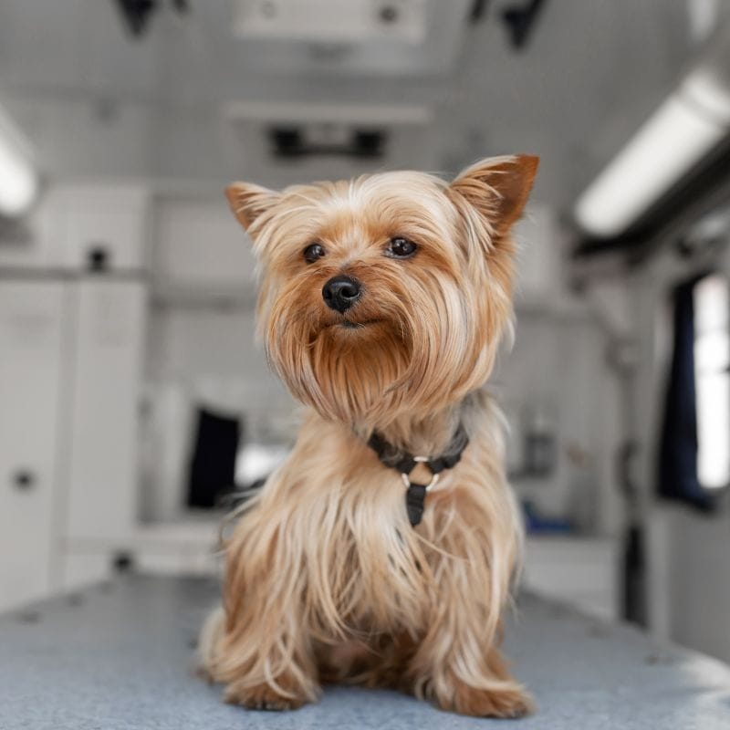 supplements for yorkies yorkies gram