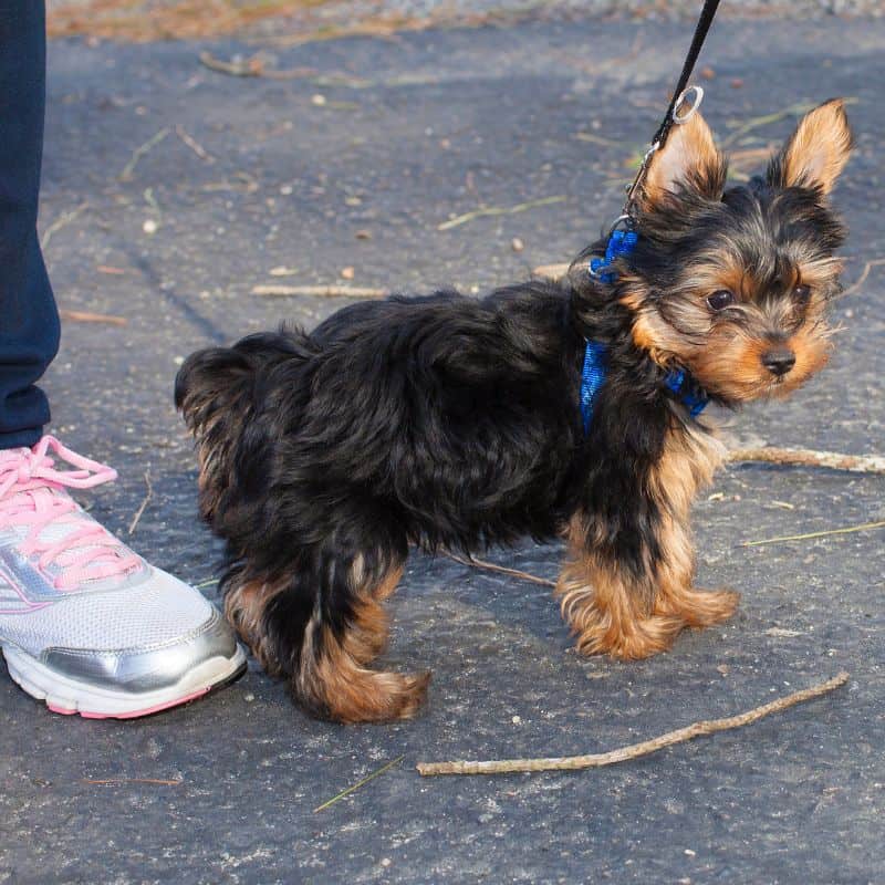Collar or Harness for Yorkshire Terrier