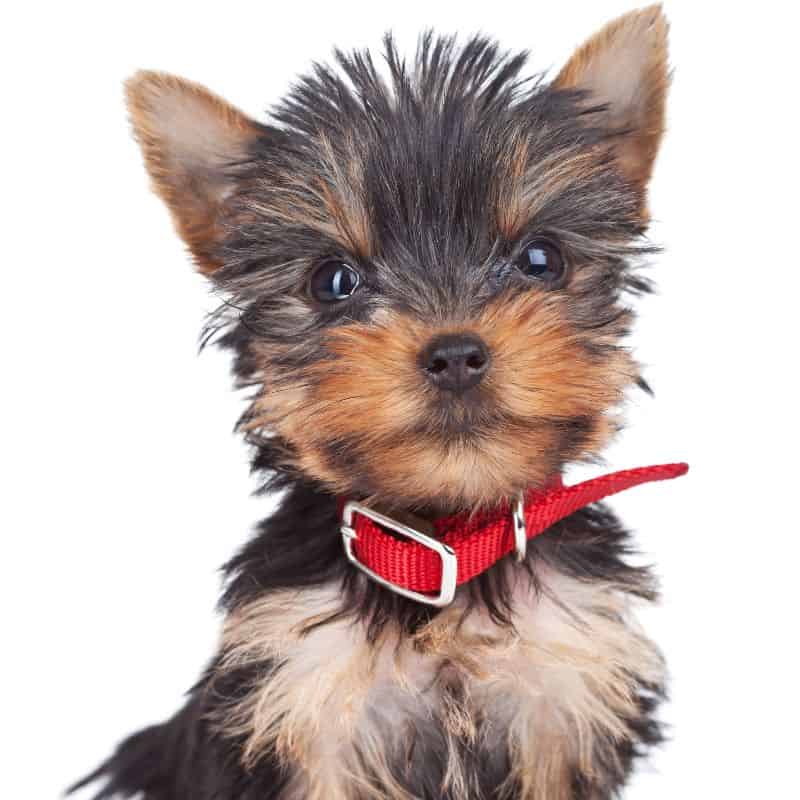 Collar or Harness for Yorkshire Terrier
