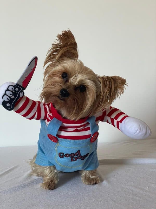 yorkie halloween costume