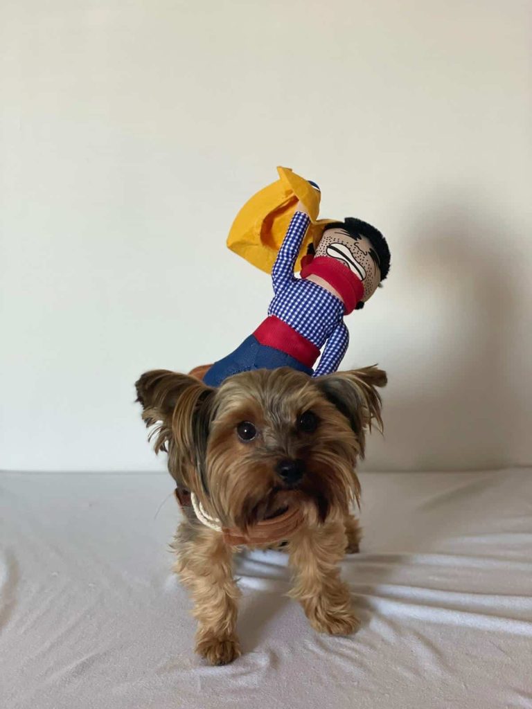 yorkie halloween costumes