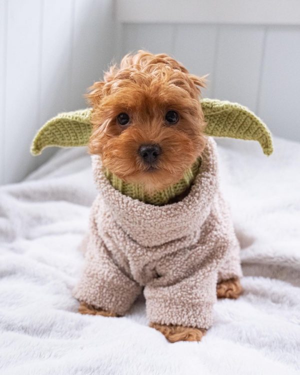 yorkie halloween costumes yoda dog hat